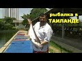 Рыбалка. Таиланд. Меконгский сом. Fishing  in Pattaya.