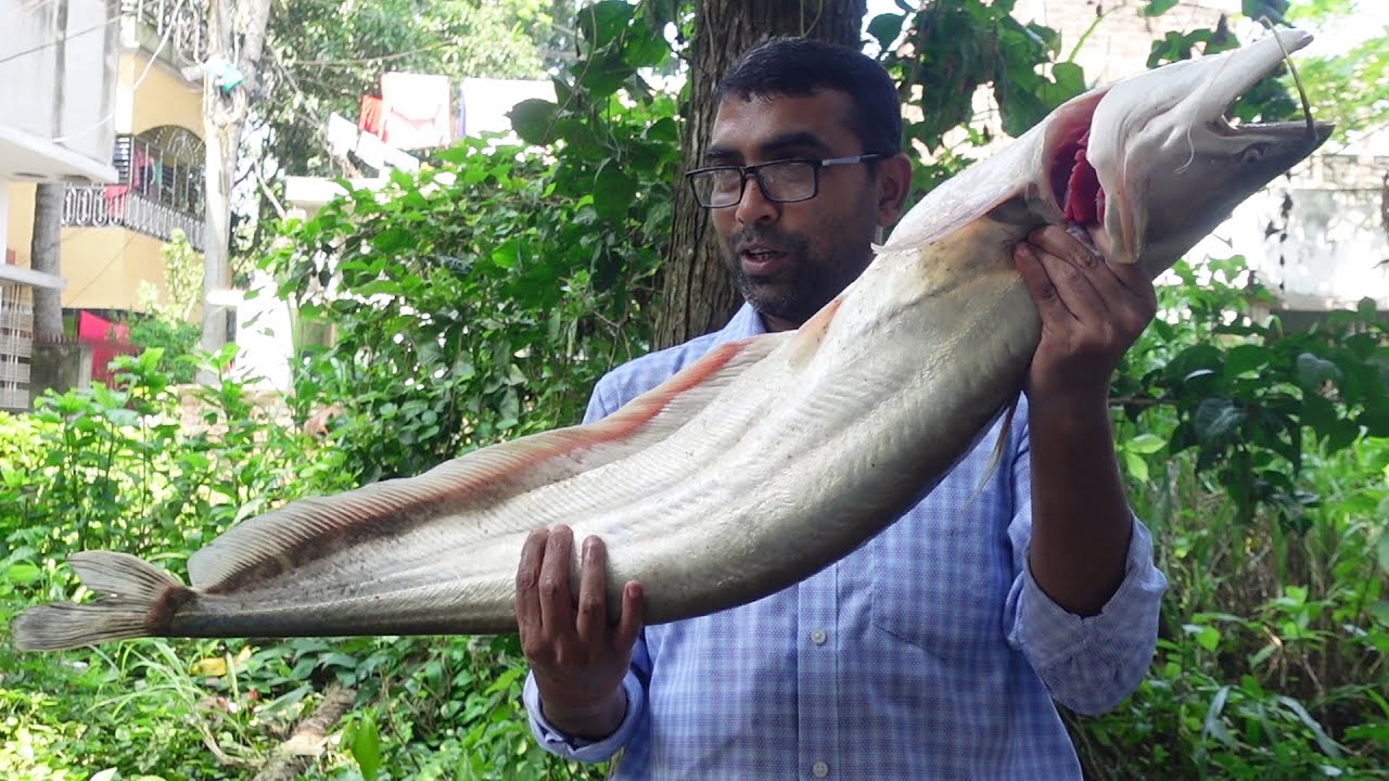 আজ ঈশ্বরদী বাজার থেকে বিশাল বড় বোয়াল মাছ কিনলাম | Big Size Boal Fish Buying From Ishurdi Bazar