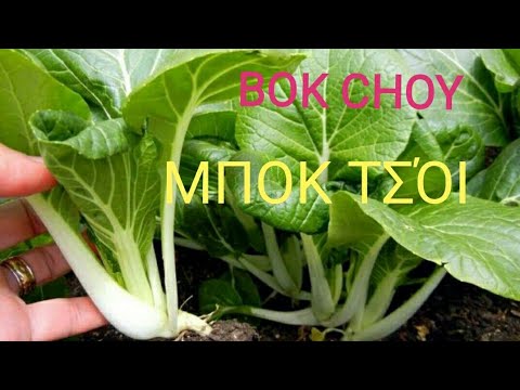 Βίντεο: Περιποίηση Bok Choy σε γλάστρες: Συμβουλές για την καλλιέργεια Bok Choy σε δοχεία