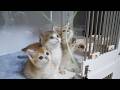 Here are some kittens whose reactions to toys differ from family to family...