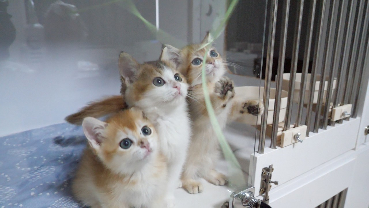 Here are some kittens whose reactions to toys differ from family to family...