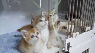 Here Are Some Kittens Whose Reactions To Toys Differ From Family To Family...