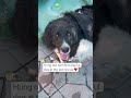 Playful dog at the pet rescue