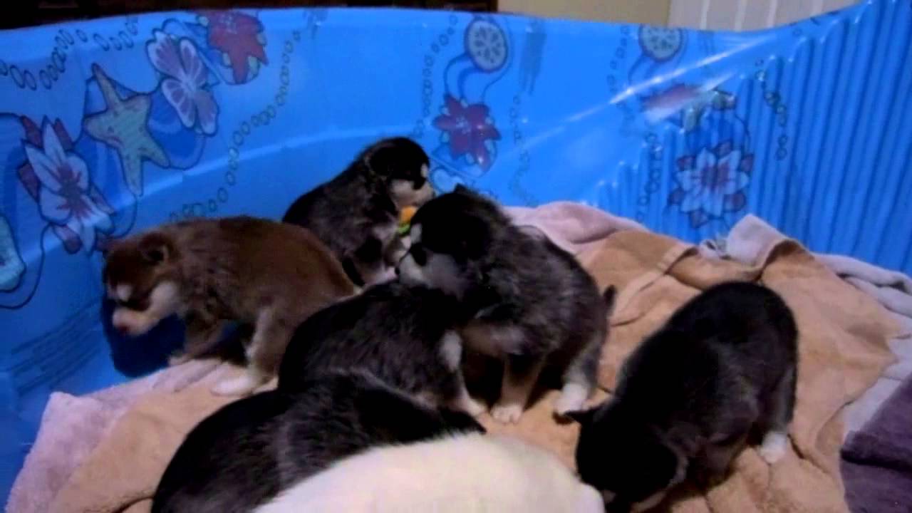 Alaskan Klee Kai Puppies and more Puppy Playtime