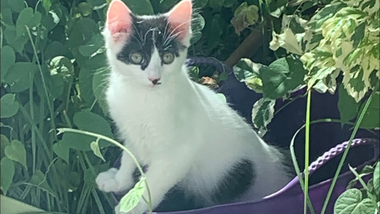 Angelina Jordan - A Decade of Dedication (86 song medley) Pt.1       *I Cried