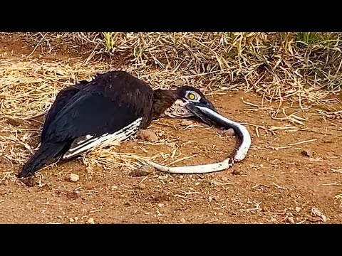 Dead Snake Chokes Bird