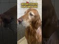 Pare de dar banho no seu cachorro o tempo todo
