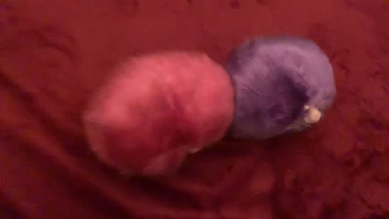 How to care for your Pygmy Puff episode 4 YouTube