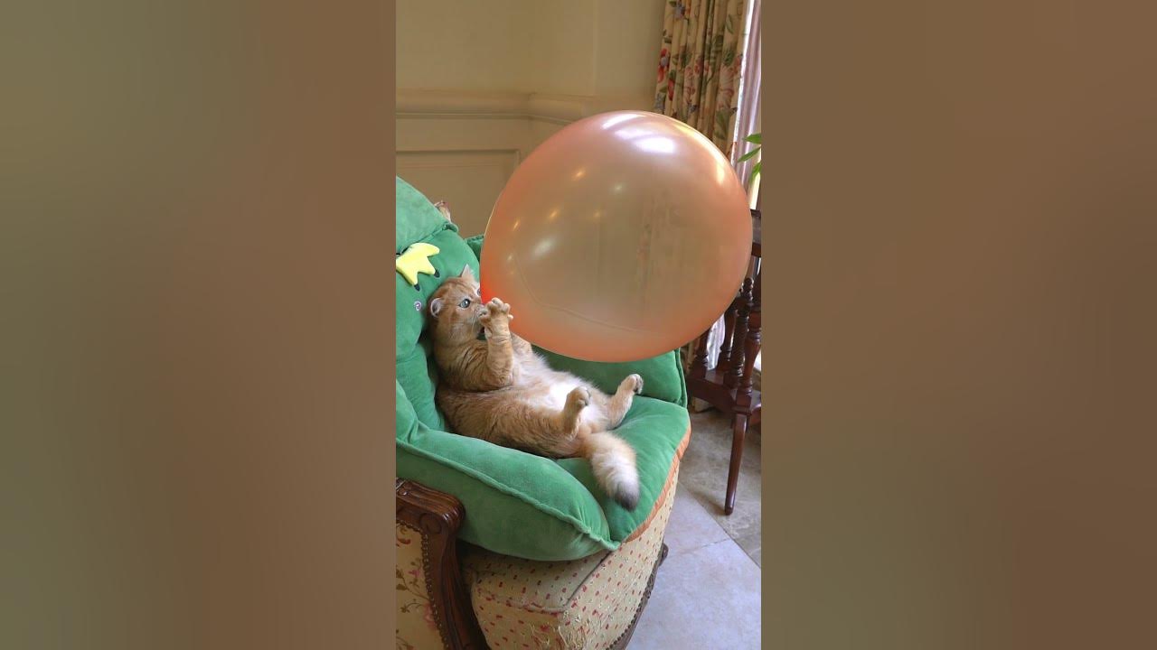 Boom,Scared me! #exlittlebeans #funny_cats #cat #funny_videos