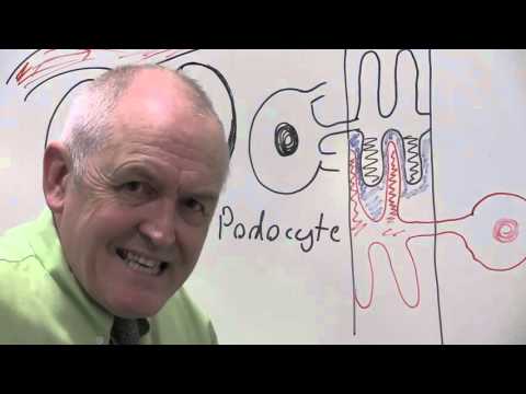 Glomerular filtrate, podocytes and ultrafiltration