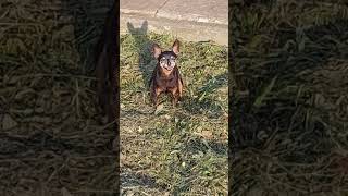 Miki I Cziko Na Spacerku