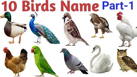 Learn 10 Bird Names in English | Colorful Birds Video for Kids with Sounds and Pictures