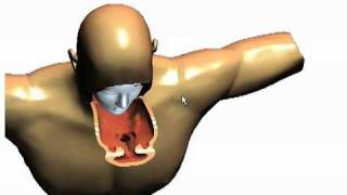 Programmable Shaders for Deformation Rendering2