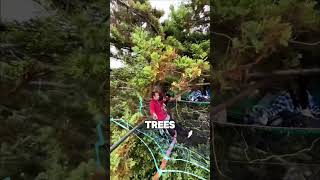 This Guy Builds Giant Spider Webs In Trees