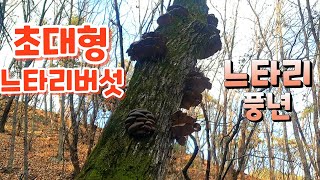 대박 초대형 자연산 느타리버섯 발견 엄청난 느타리 군락지