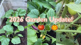 2026 Garden Update! 🍆🫑🍅🎃🫛 2026 raised bed garden : Off the Grid Solar Garden