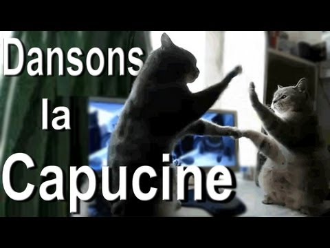 DANSONS LA CAPUCINE - PAROLE DE CHAT
