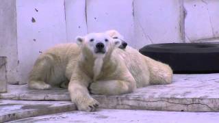 何かが気になるホッキョクグマ~Polar Bear that is anxious about something
