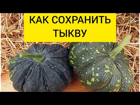 Как сохранить тыкву на зиму. Хранить тыкву.