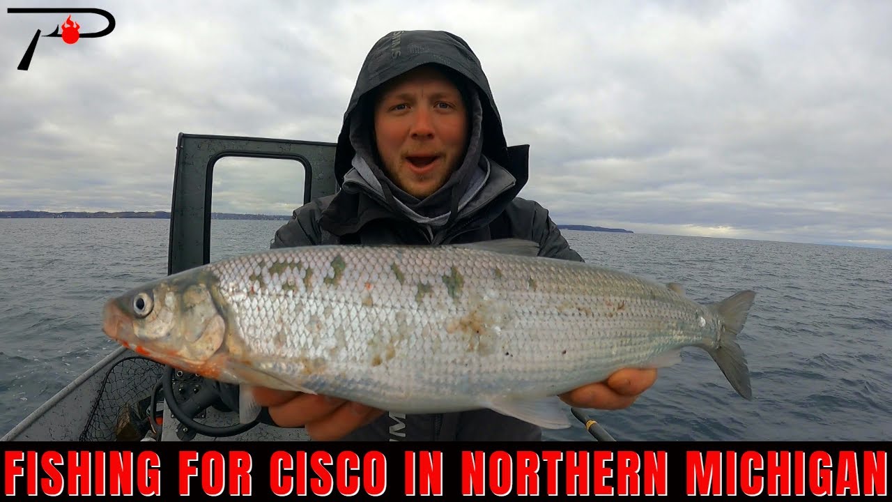 Michigan Cisco Fishing 