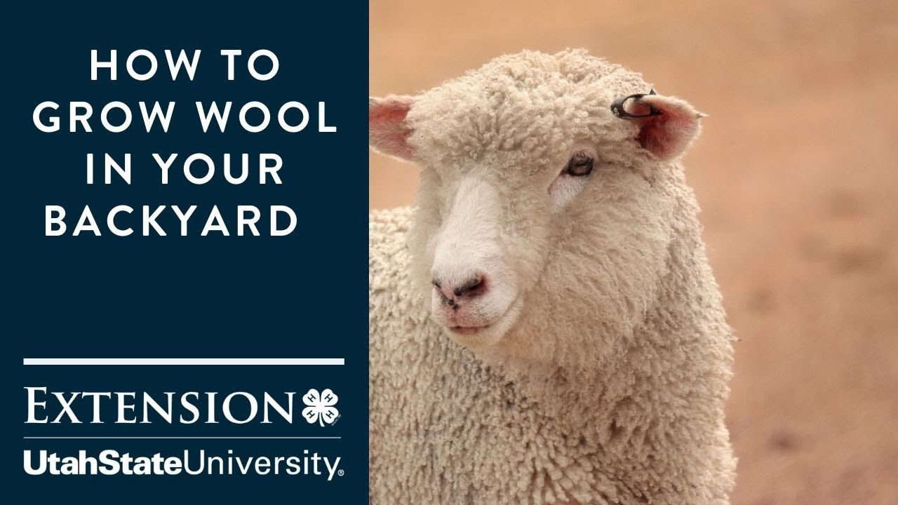 Grow Wool How to Grow Wool in Your Backyard - YouTube
