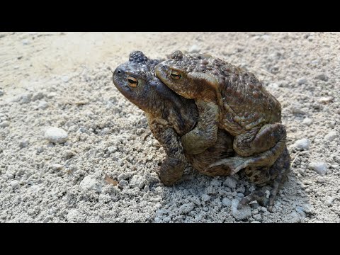 Video: Vai krupjiem patīk ūdens?