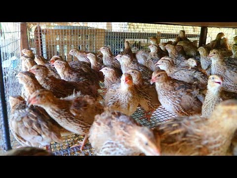 Video: Keeping Birds In The Country, Chicken Breeds, Quail