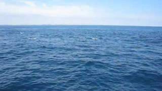 Long Beach Dolphins