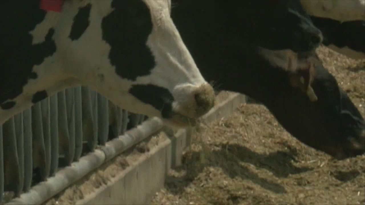 Alleged cow abuse has dairy industry in the spotlight YouTube