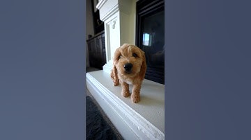 Thumbnail of Baby Puppy Driving Us CRAZY!!!!!! #shorts #puppy #funsquad