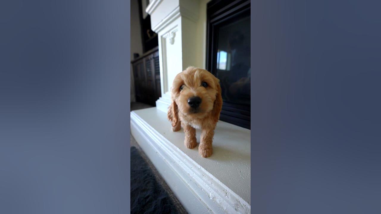 Baby Puppy Driving Us CRAZY!!!!!! #shorts #puppy #funsquad