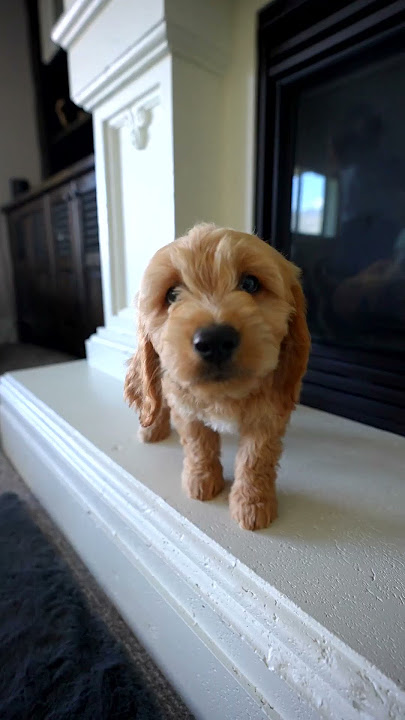 Baby Puppy Driving Us CRAZY!!!!!! #shorts #puppy #funsquad