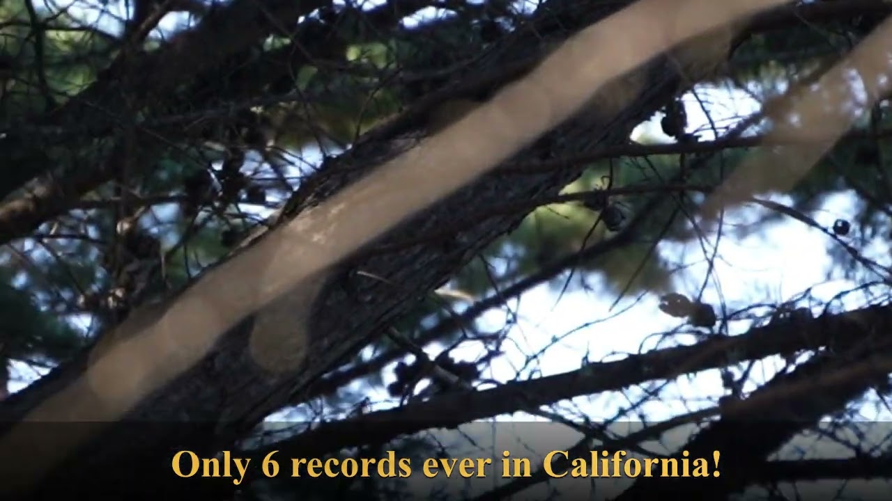 Red-flanked Bluetail: A Super Rare Visitor to California!