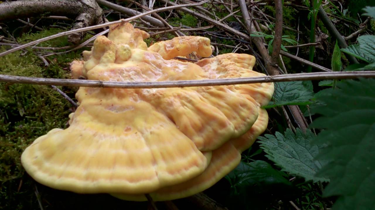 Chicken of the Woods/Sulphur Shelf (Laetiporus Sulphureus) YouTube