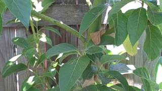 The Mexicola Grande Avocado Tree growing in Northern California