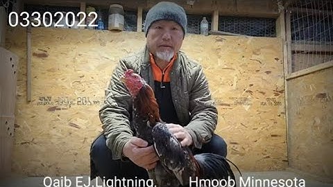 Qaib EJ.Lightning Minnesota #47