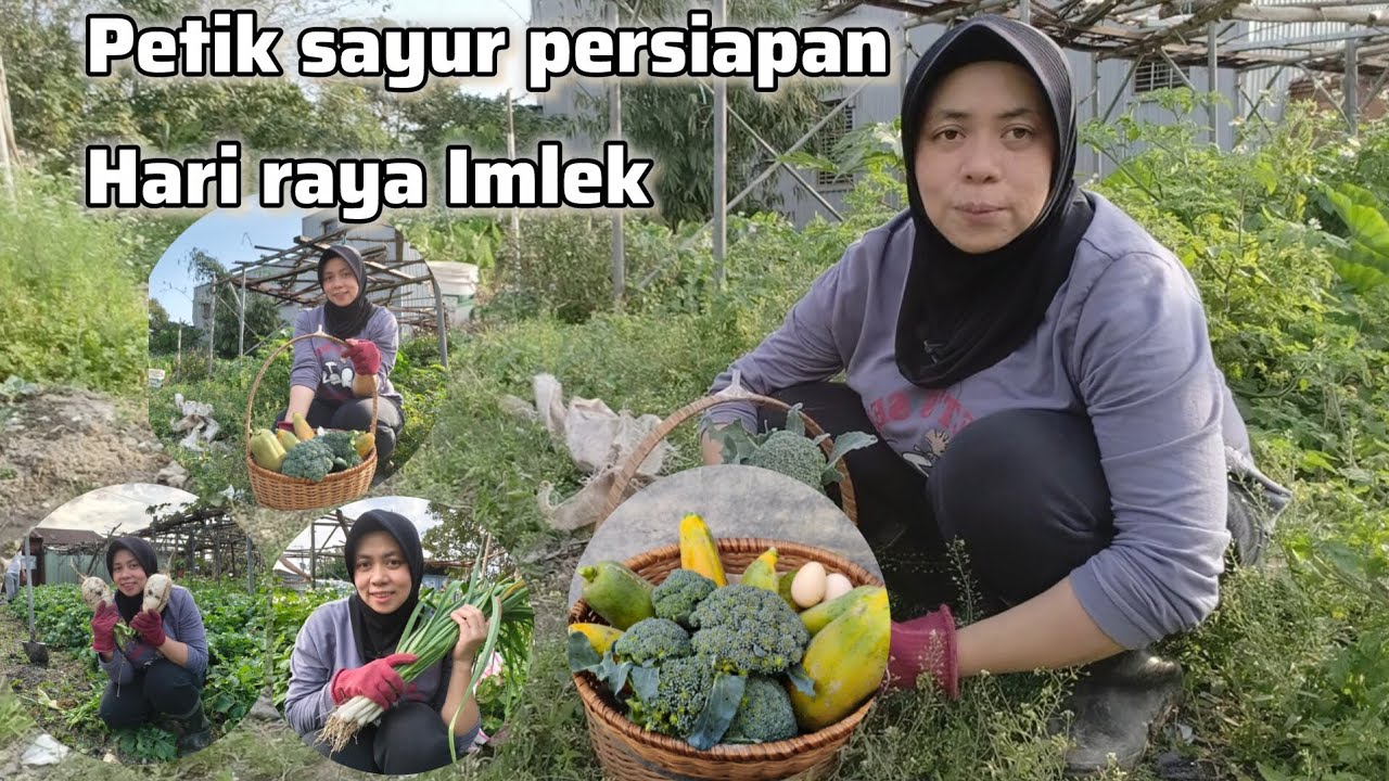 ALHAMDULILLAH‼️ PETIK SAYUR PERSIAPAN UNTUK HARI RAYA IMLEK 