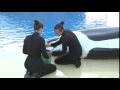 Ever seen orca milking?