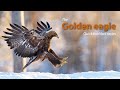 The golden eagle   quick bird fact series ep4