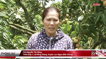 TVH - Khám phá vườn vải thiều xuất khẩu sang Mỹ