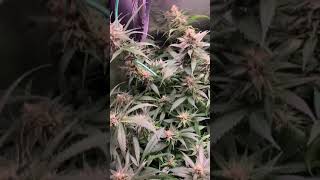 3 Black Magic from So-Fem Under a Electric Sky ES180