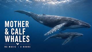 Mother Whale & Calf | Calming Underwater Ambience for Relaxation & Deep Sleep screenshot 4