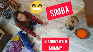 I Left Simba And Now He Is Angry 🤷‍♀️ | Upset Pug Reaction 😶