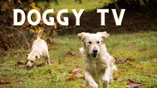 Daytime Television for your Dog. TV for your dogs. Dogs playing in the woods