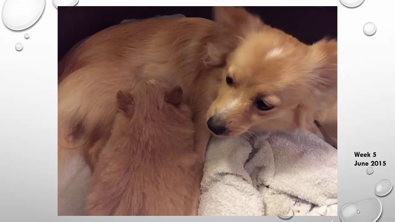 Pomeranian babies/puppies cute 5 weeks old - YouTube Newborn Pomeranian