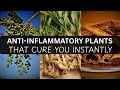 15 Anti Inflammatory Plants That Ease Joint Pain