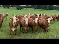 ProGentus • GenPlus™ Embryos {Brahman x Hereford}