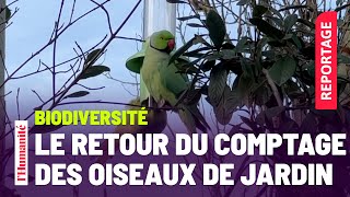 Le comptage des oiseaux de jardin, de retour pour son édition 2024