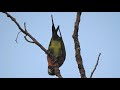 Red breasted parakeet (Psittacula alexandri).