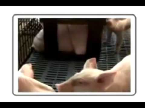 How to Raise Pigs: Brooder Management - Tagalog
